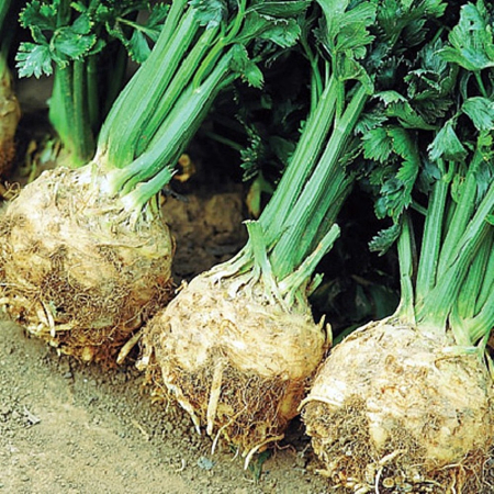 Rădăcinoase - Semințe de țelină, Prinz