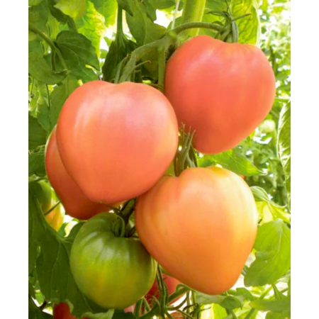 Seminţe și material săditor - Semințe de tomate, Audaz F1