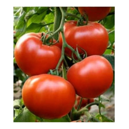 Seminţe și material săditor - Semințe de tomate, Axiom F1