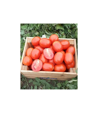 Seminţe și material săditor - Semințe de tomate Brixtone F1