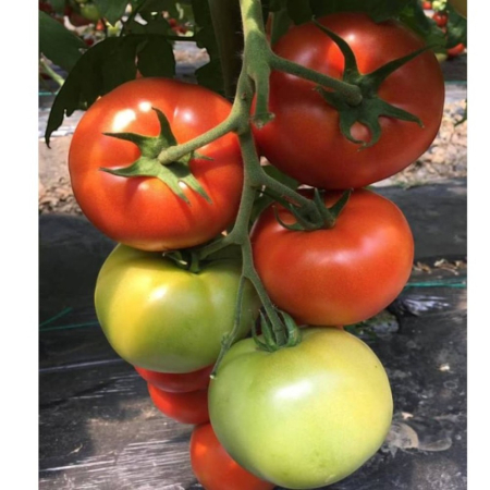 Seminţe și material săditor - Semințe de tomate, Dreamboll F1