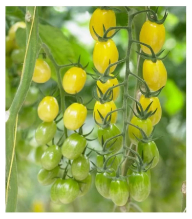 Tomate - Semințe de tomate Ivorino F1