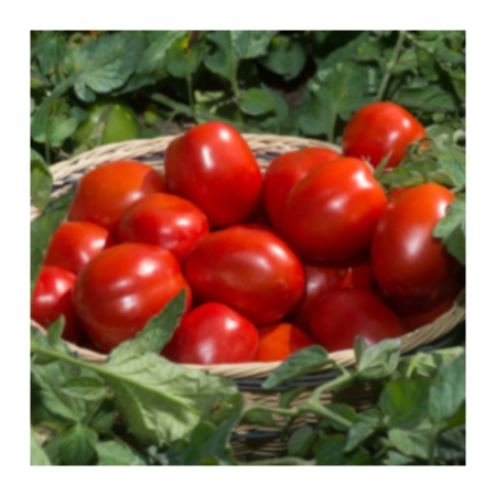 Seminţe și material săditor - Semințe de tomate, N0296