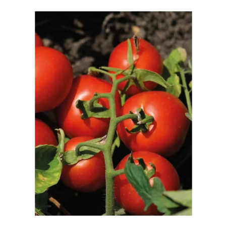 Seminţe și material săditor - Semințe de tomate, N6438