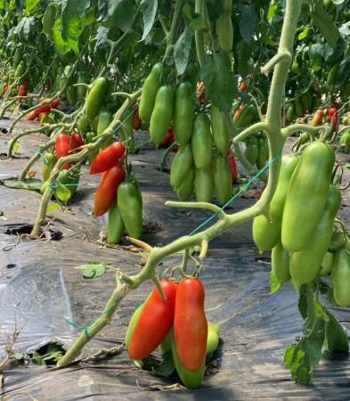 Tomate - Semințe de tomate Oskar F1