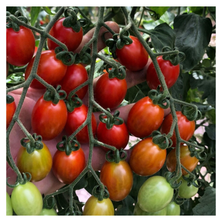 Seminţe și material săditor - Semințe de tomate, Teenon F1