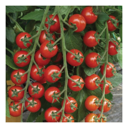 Seminţe și material săditor - Semințe de tomate, Tropical F1