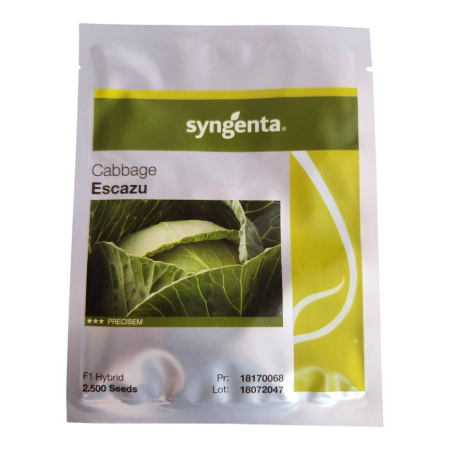 Varză - Semințe de varză albă Escazu F1
