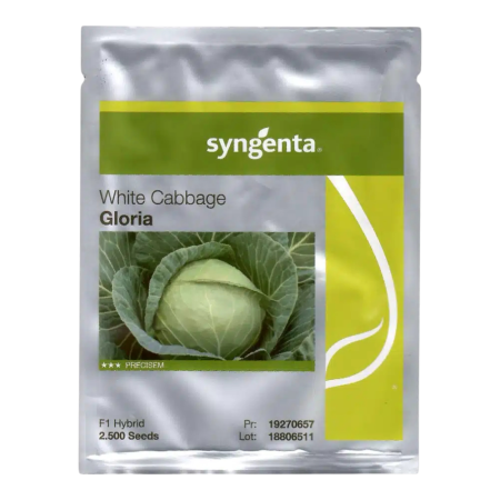 Varză - Semințe de varză albă Gloria F1