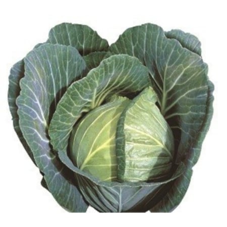 Varză - Semințe de varză albă Gloria Star F1