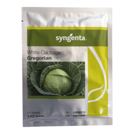 Varză - Semințe de varză albă Gregorian F1