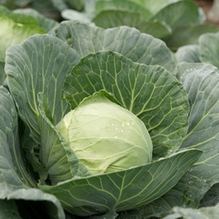 Varză - Semințe de varză albă Kilagreg F1