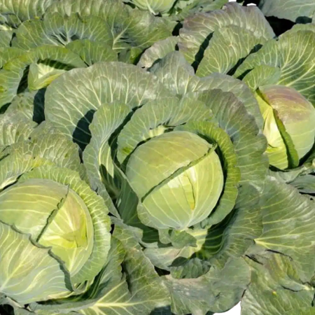 Varză - Semințe de varză albă Kilajack F1