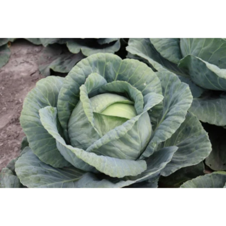 Varză - Semințe de varză albă Toreador F1