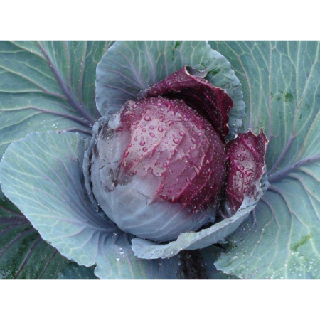 Varză - Semințe de varză roșie Remala F1