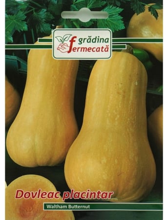 Semințe Hobby - Semințe dovleac plăcintar Waltham Butternut, 2 gr