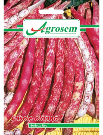 Seminţe și material săditor - Semințe fasole oloagă Borlotto Red, 15 gr