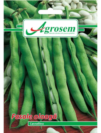 Semințe Hobby - Semințe fasole oloagă Cannelino, 15 gr