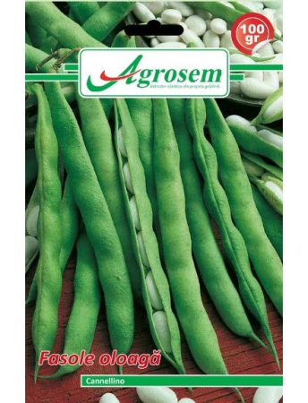 Fasole și mazăre - Semințe Fasole Oloagă Cannelino