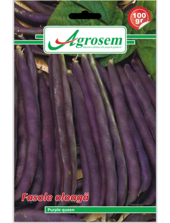 Fasole și mazăre - Semințe Fasole Oloagă Purple Queen