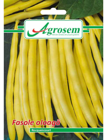 Semințe hobby legume - Semințe fasole oloagă Rocquencourt, 15 gr