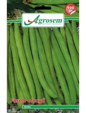 Fasole și mazăre - Semințe Fasole Oloagă Wotter