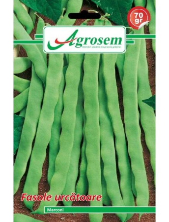 Fasole și mazăre - Semințe Fasole Urcătoare Marconi