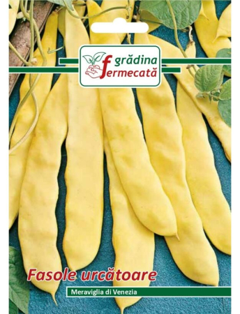 Semințe hobby legume - Semințe fasole urcătoare Meraviglia di Venezia, 6 gr