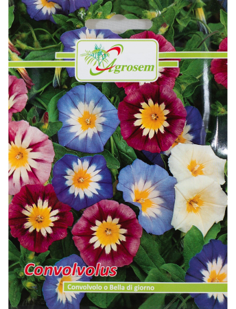 Semințe hobby flori - Semințe Flori Convolvulus, 2 gr