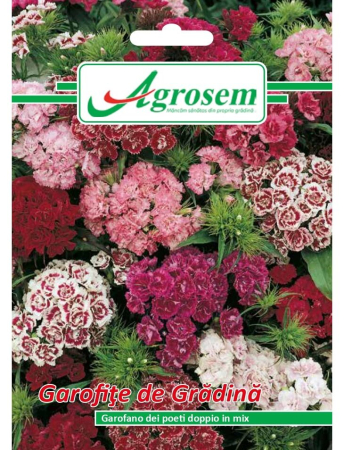 Semințe hobby flori - Semințe Fori Garofițe de Grădină Mix, 0.3 gr