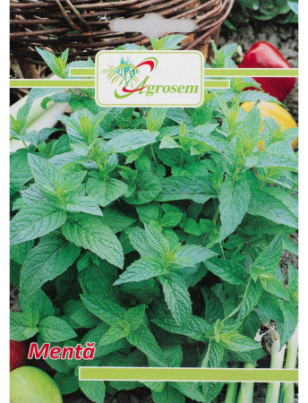 Semințe hobby plante aromatice - Semințe Mentă, 0.1 gr