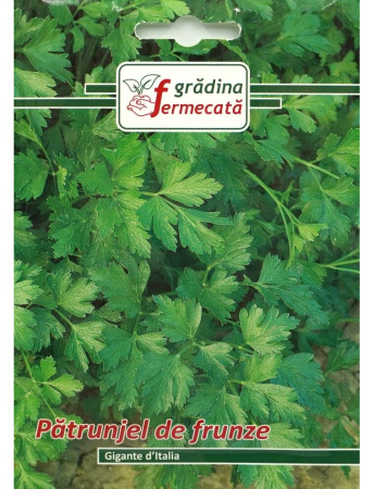 Seminţe și material săditor - Semințe pătrunjel de frunze Gigante d'Italia, 3 gr