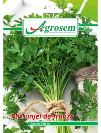 Seminţe și material săditor - Semințe pătrunjel frunze Gigante de Italia, 5 gr