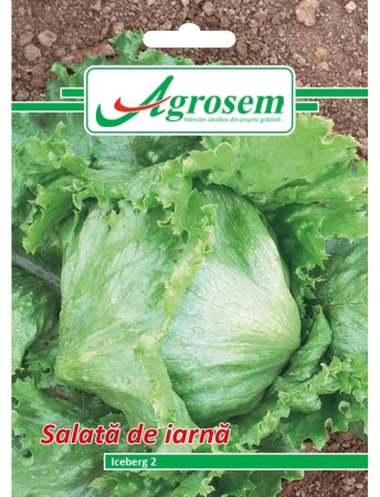 Seminţe și material săditor - Semințe salată de iarnă Iceberg 2, 3 gr