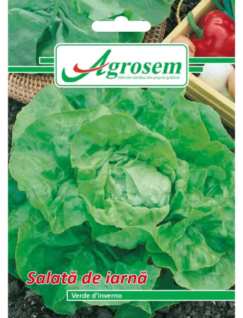 Semințe Hobby - Semințe salată de iarnă Verde d’Inverno, 3 gr