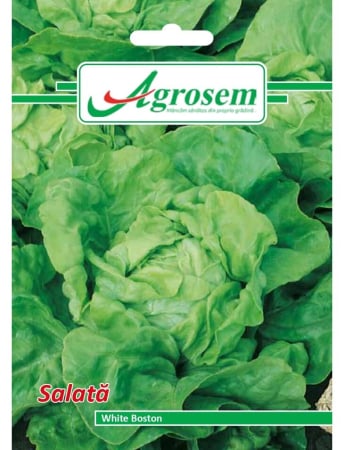 Semințe Hobby - Semințe salată White Boston, 3 gr