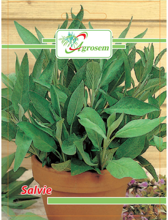 Semințe hobby plante aromatice - Semințe Salvie, 1 gr