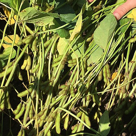 Seminţe și material săditor - Seminţe Soia PROCERA 1020 SU