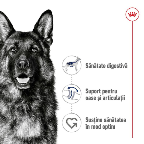 Royal Canin Maxi Adult 12kg [1]