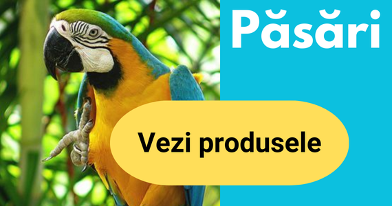 Pasari