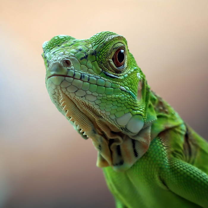 Reptile