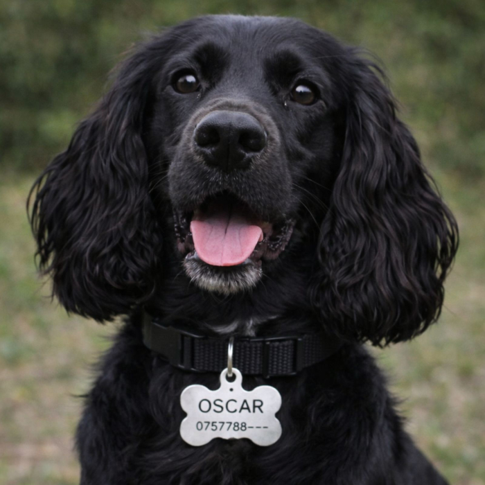 Medalion Câine Personalizat cu Nume și Date de Contact – Formă de Os, Aluminiu Roz [5]