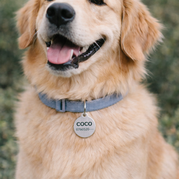 Medalion Personalizat pentru Câini și Pisici – Rotund, 25 mm, Aluminiu Roz [5]