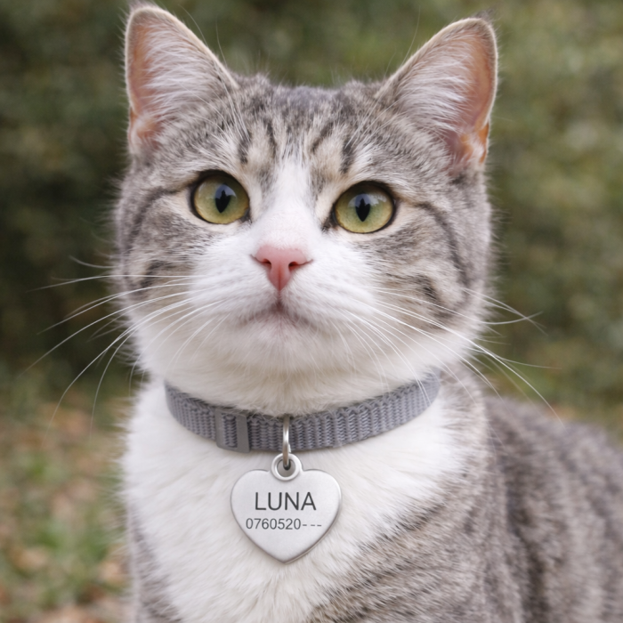 Medalion Personalizat pentru Câini și Pisici – Formă de Inimă, Aluminiu Albastru [5]