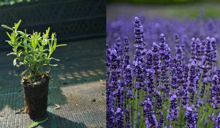 https://gomagcdn.ro/domains2/planteieftine.ro/files/product/original/lavanda-munstead-5-cm-665770.jpg [1]