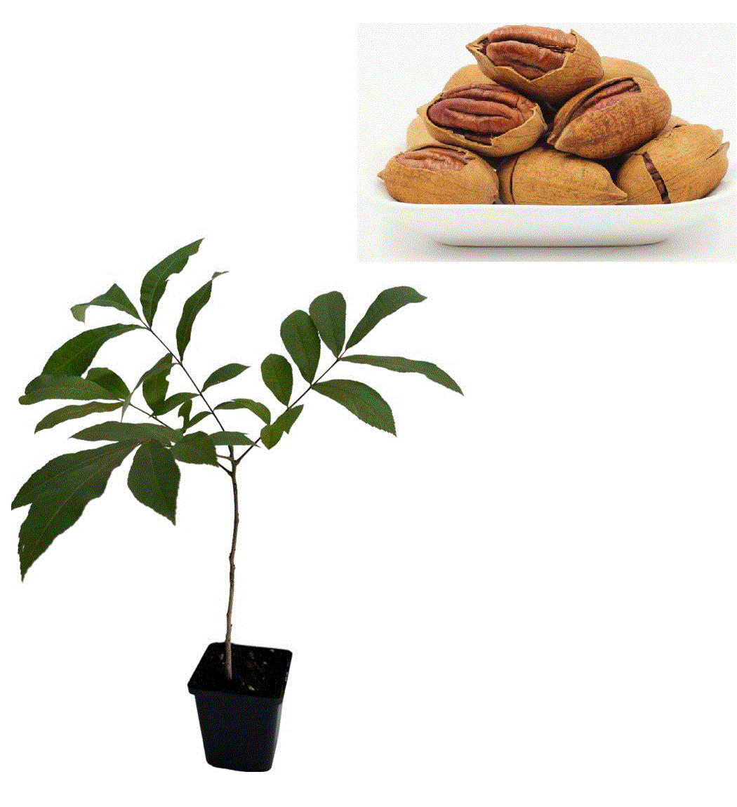 https://gomagcdn.ro/domains2/planteieftine.ro/files/product/original/nuc-pecan-carya-illinoensis-2-ani-20-30-cm-321311.gif [1]