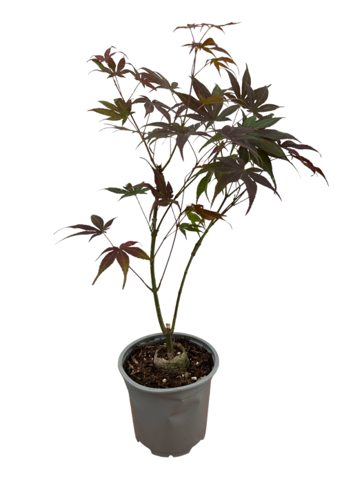 https://gomagcdn.ro/domains2/planteieftine.ro/files/product/original/artar-japonez-rosu-25-40-cm-acer-palmatum-atropurpureum-442865.jpg [1]