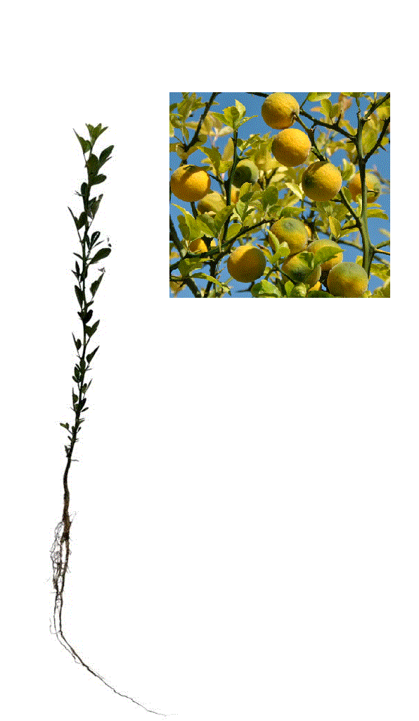 https://gomagcdn.ro/domains2/planteieftine.ro/files/product/original/lamai-rezistenti-la-ger-30-50-cm-poncirus-trifoliata-radacina-libera-943704.gif [1]