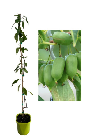 winterharte Exoten - https://gomagcdn.ro/domains2/planteieftine.ro/files/product/original/mini-kiwi-actinidia-arguta-issai-autofertil-80-100cm-375578.jpg