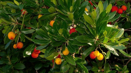 Dekorative Bäume - https://gomagcdn.ro/domains2/planteieftine.ro/files/product/original/arbore-de-capsuni-hannie-arbutus-unedo-369111.jpg
